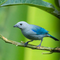 Blue-grey Tanager